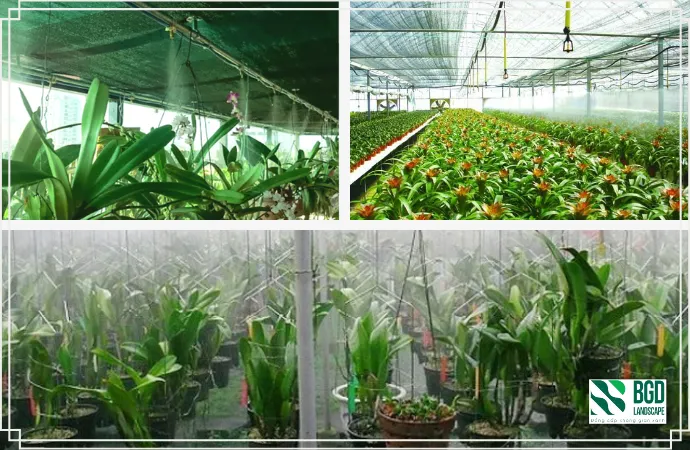 Hệ thống tưới phun sương