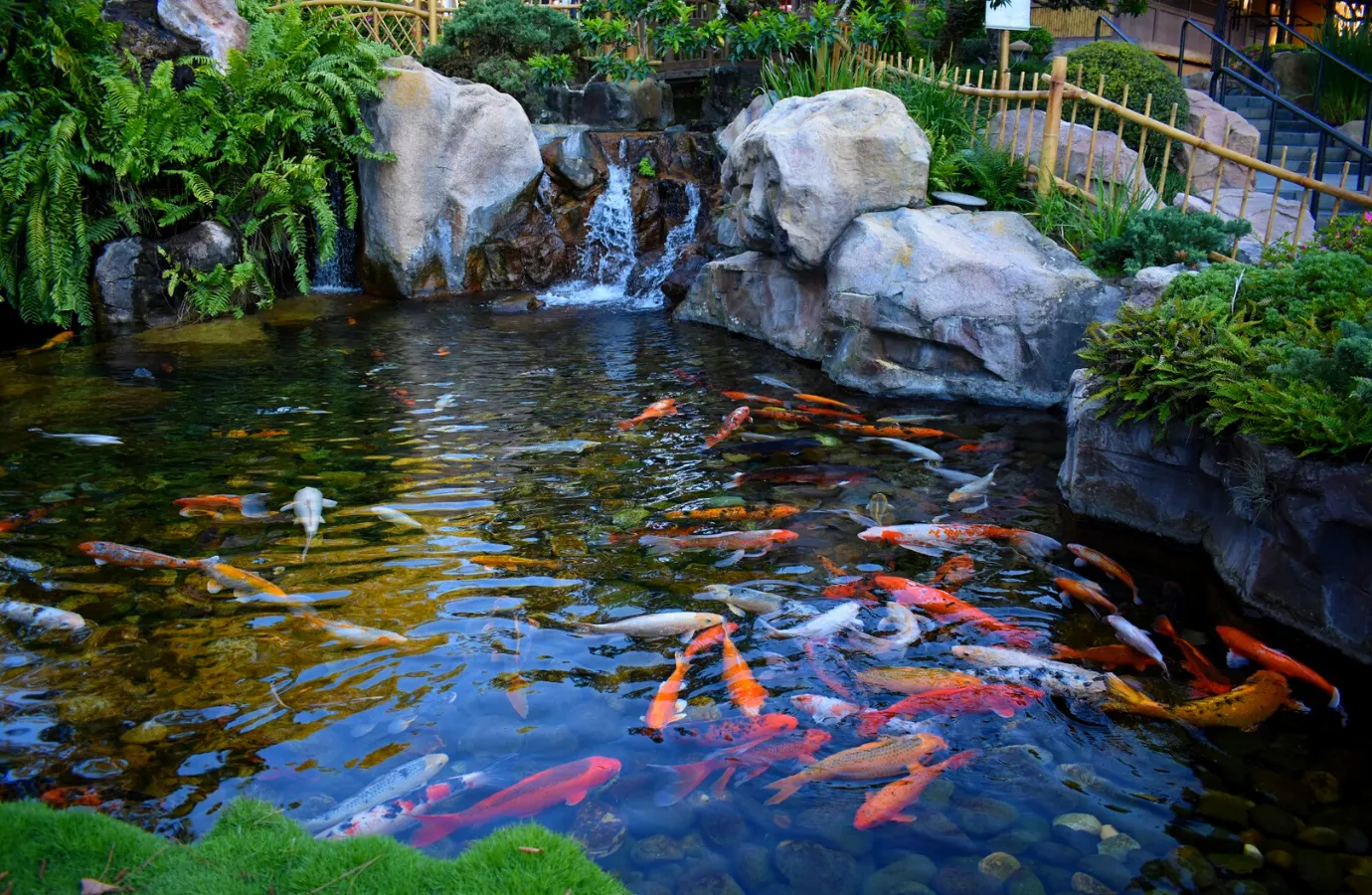 hồ cá Koi